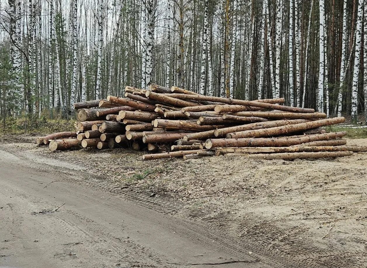 Вырубка хвойных. Рубка сосен. Срубленная сосна. Бревно обработанное. Бревна обработанные лежат кучей.