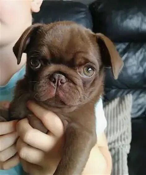 Two cute pugs - Ciapka (beige) and Ma... HD photo by Alicja Duchiewicz-Potocka (