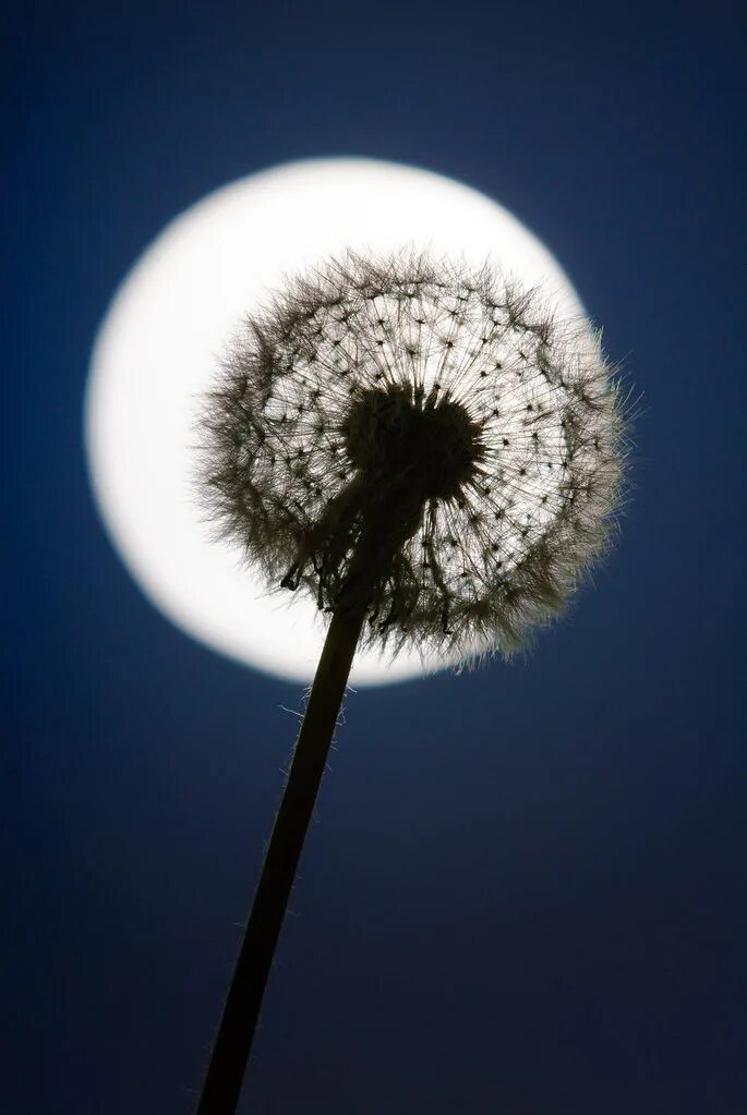 Поле одуванчиков. Одуванчик на закате солнца. Обои одуванчики. Одуванчики ночью. Одуванчик ночью.