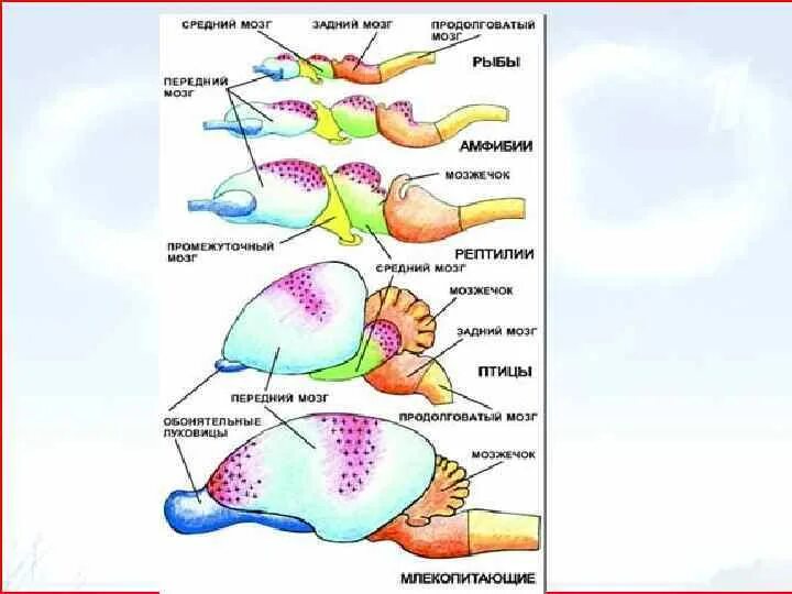 Таблица эволюции головного мозга. Нервная система хордовых животных. Строение мозга хордовых животных. Мозга хордовых функции. Головной мозг хордовых таблица.