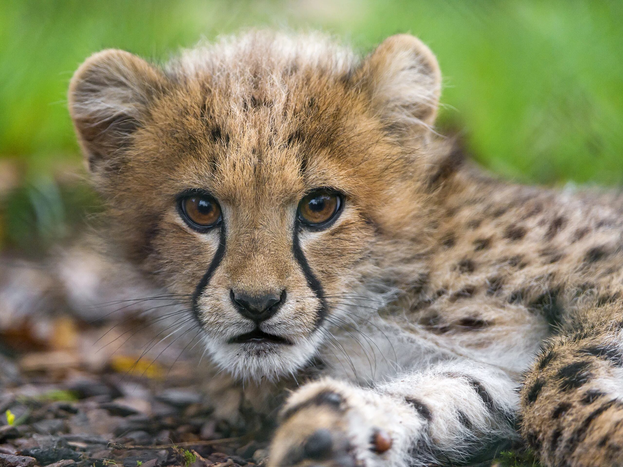 Animal картинки. Детеныш гепарда. Красивые животные. Красивые звери. Милые звери.