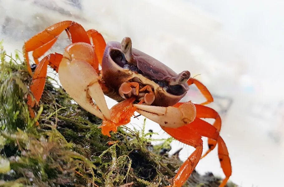 Крабы ареал. Крабы ареал. Камчатский северный краб. Крабы ареал. Крабы ареал.