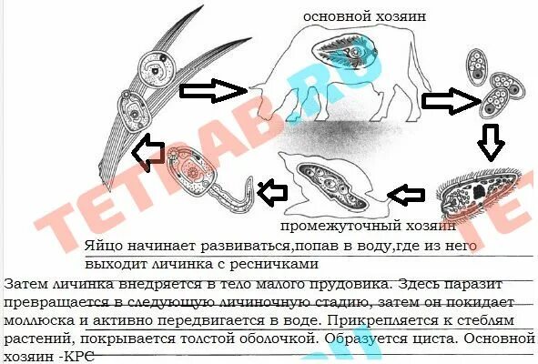 Прудовик промежуточный хозяин сосальщика. Цикл развития печеночного сосальщика биология 7 класс. Цикл развития сосальщиков таблица. Цикл развития печеночного сосальщика биология. Прудовик промежуточный хозяин печеночного сосальщика рисунок.