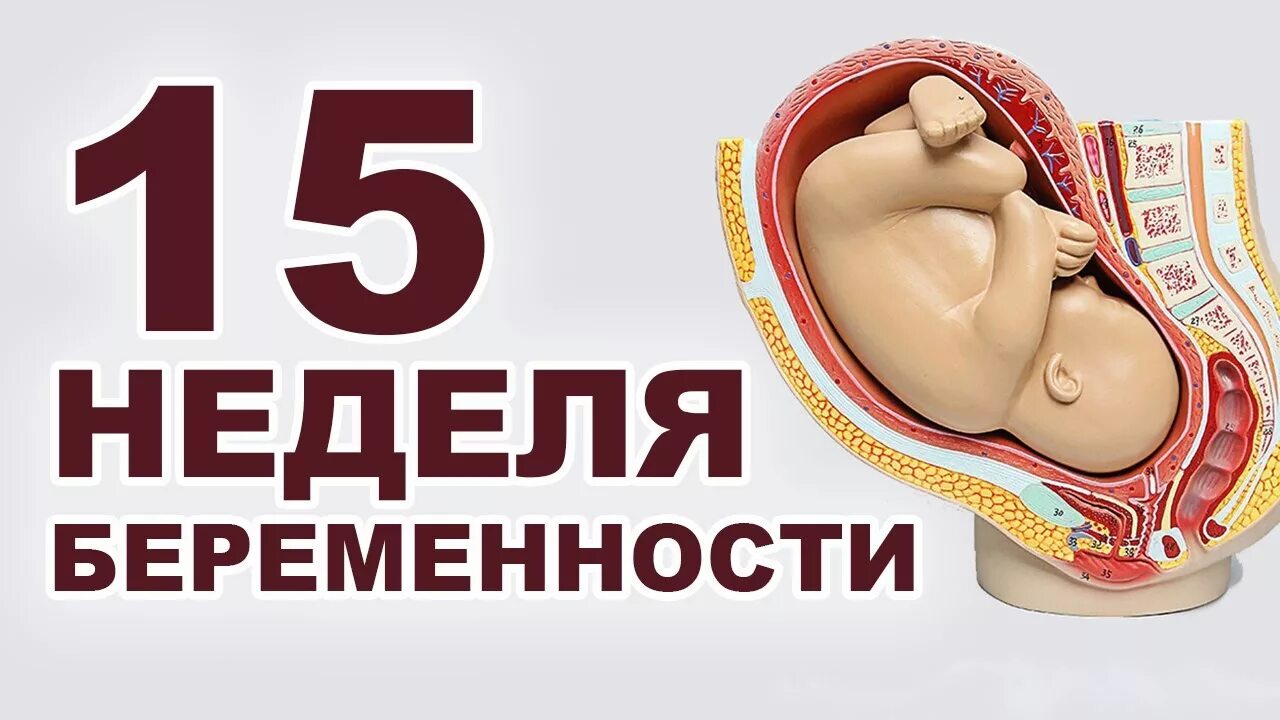 15 Недель. 15 Недель беременности. 15 Weeks of pregnancy. Роды 15 недель