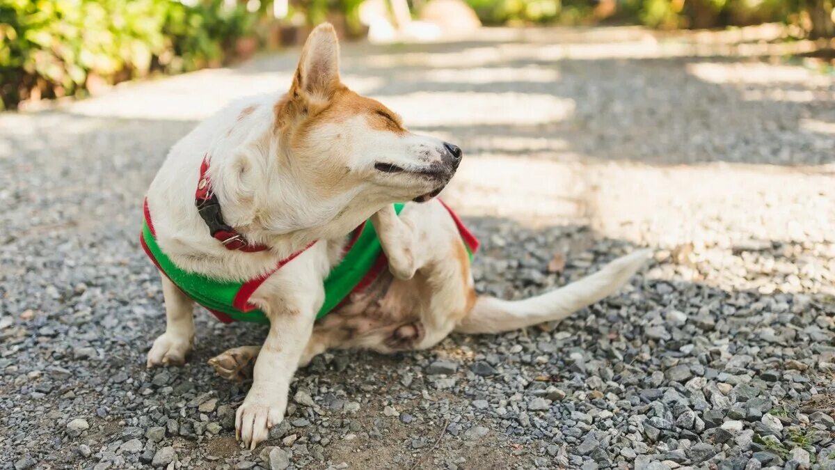 Французский бульдог чешет ухо. Немецкая овчарка хвост. Дрожащий щенок. Собака отряхивается. Собака выкусывает блох.