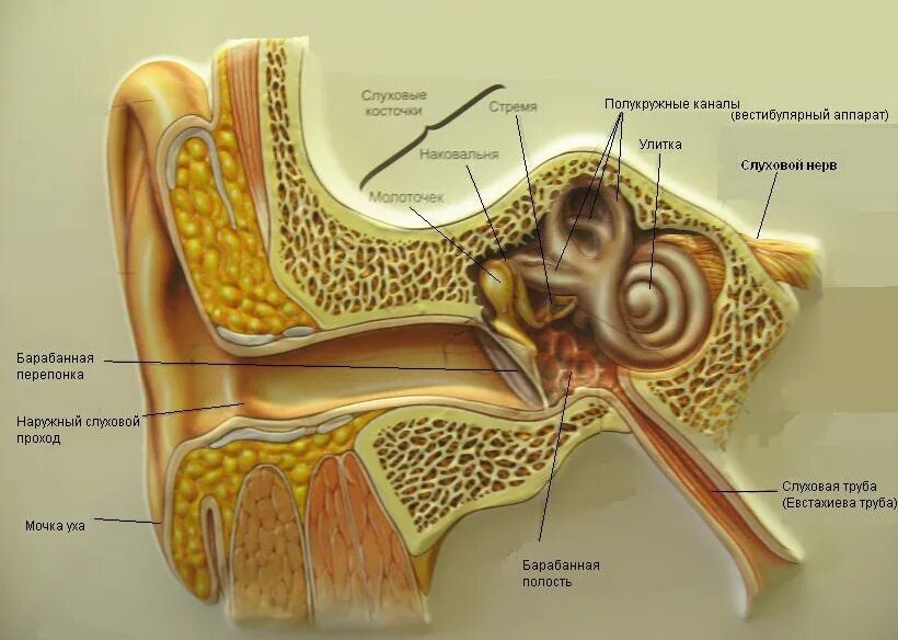 Боли внутреннего уха. Евстахиева (слуховая) труба анатомия. Строение уха евстахиева труба. Внутреннее ухо евстахиева труба. Барабанная перепонка строение уха.