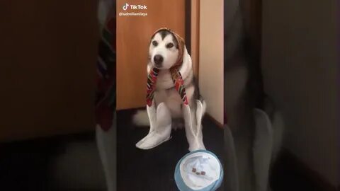 Собака в тик токе