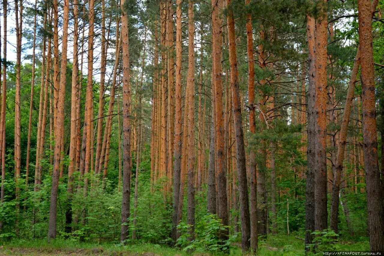 Лес дубрава мордовия. Лесное саранск. Кафе лесное саранск. Макаровский лес саранск. Бар лесное саранск.