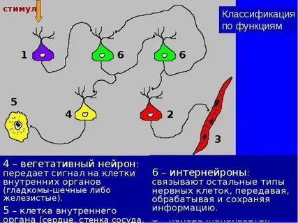 Вегетативные нейроны