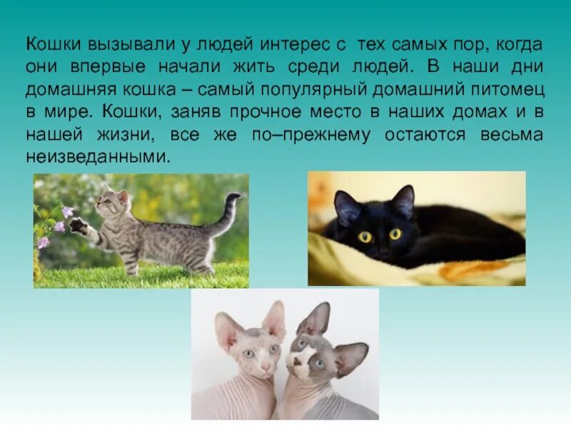 Придумать загадку про кошку 1 класс. Загадка про кошку. загадки про домашних кошек. загадки (кошечка). загадки о котах и кошках для детей.