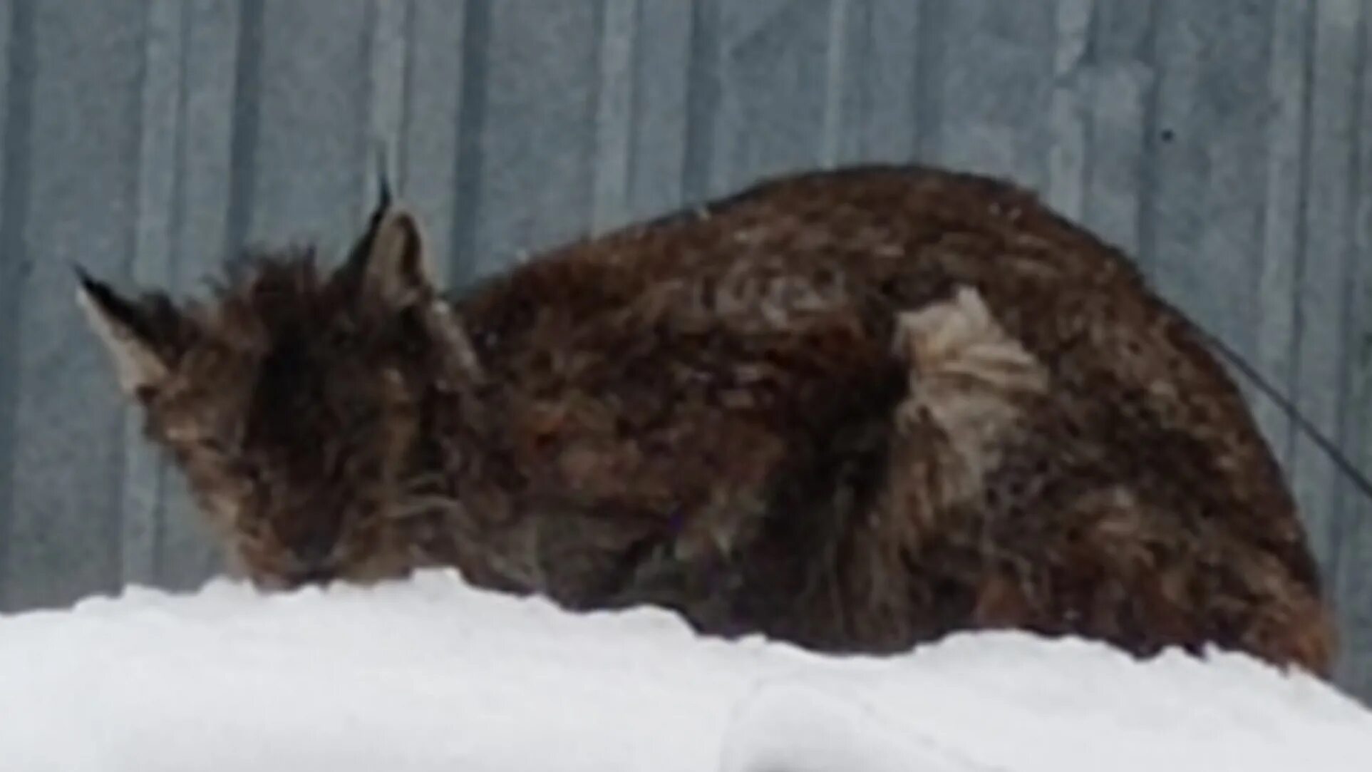 Среднерусская рысь. Рысь в кинешме. Рысь в кинешме. Рысь в кинешме. Рысь в доме.