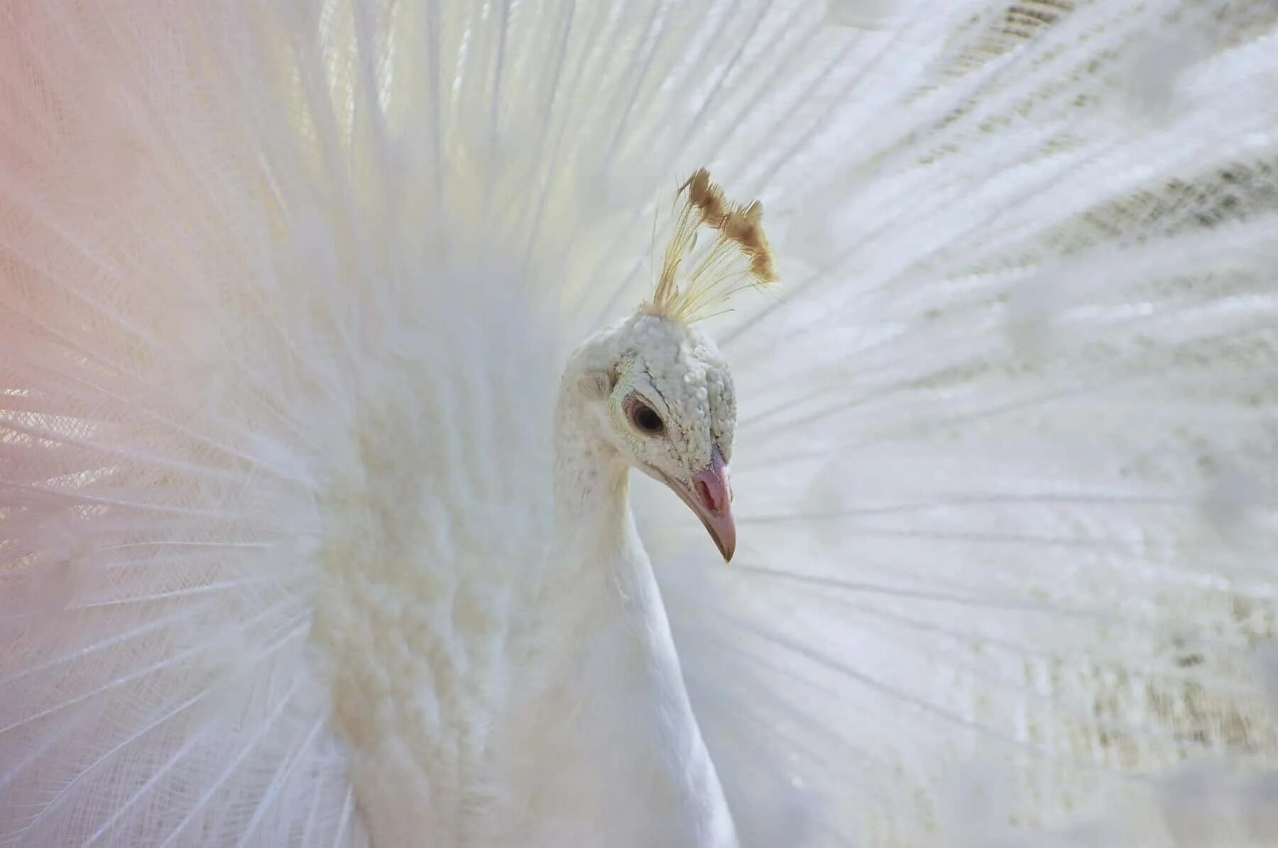 Белая птица новое чудо сюжет. Белый Павлин альбинос. Белый Королевский Павлин. Птица Павлин белый. Павлин яванский альбинос.