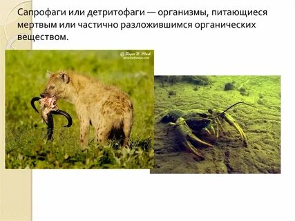 Плотоядное животное 4 детритофаг