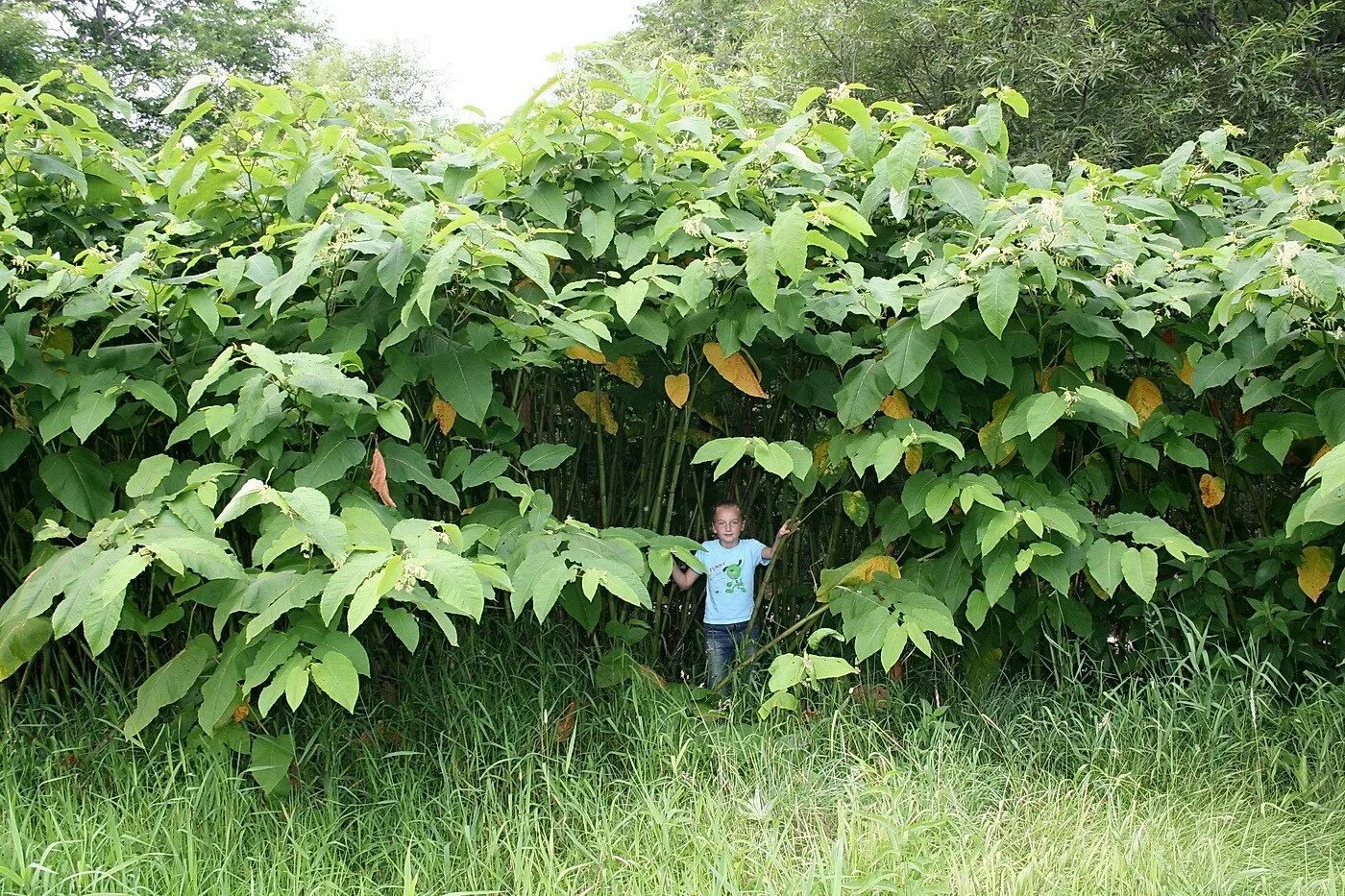 Куст с крупными листьями