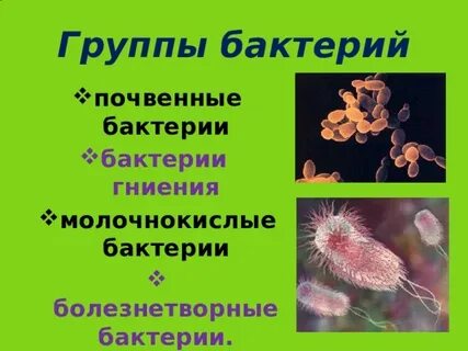 Бактерии гниения относят к группе