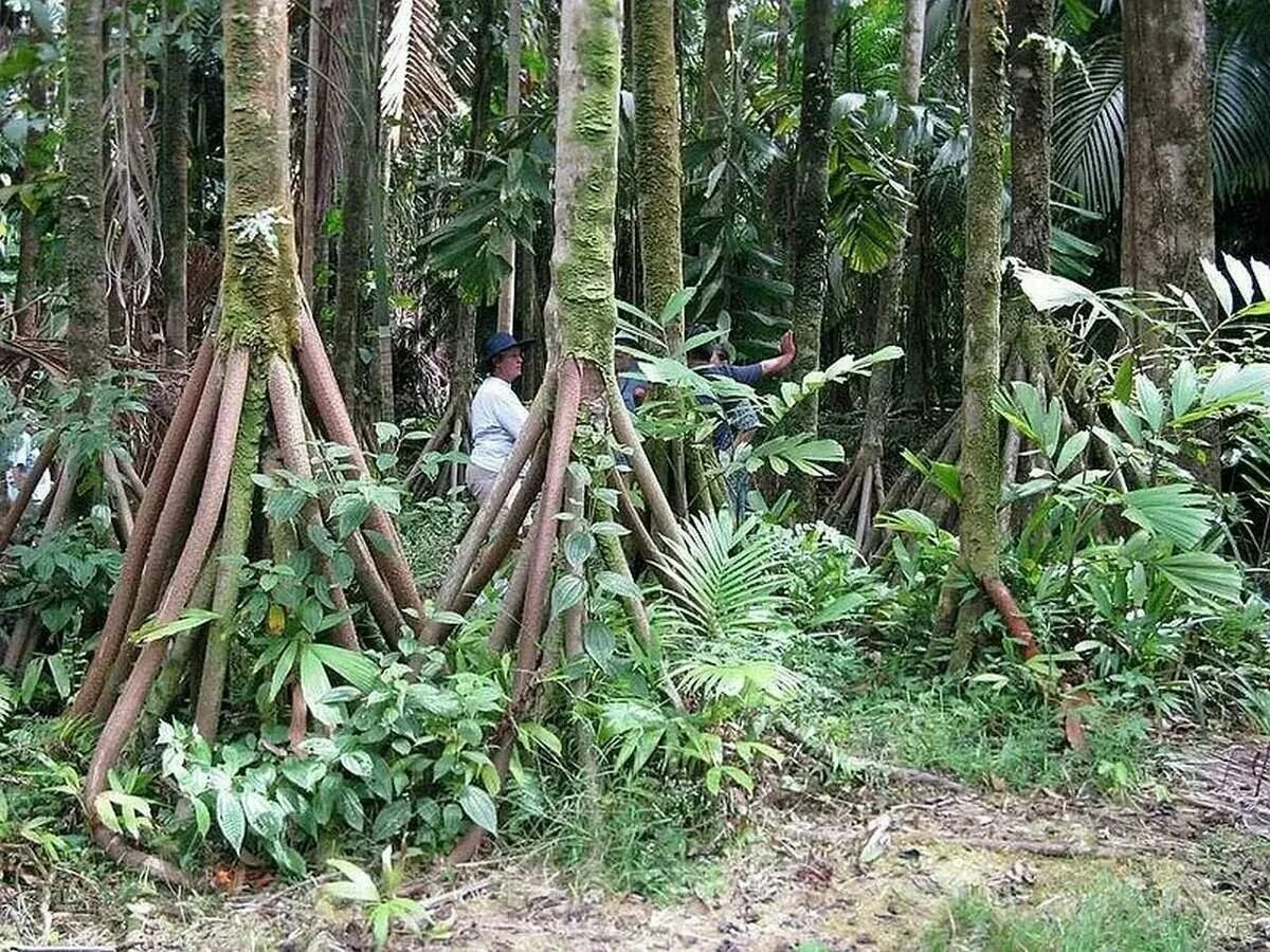 Дерево малайзия. Пальма Socratea exorrhiza. Ходячая эквадорская Пальма. Ходячие пальмы Эквадор. Сократея голокоренная ходячая Пальма.