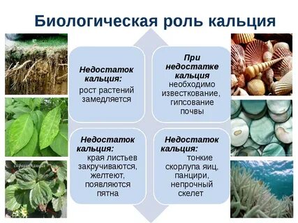 Биологическая роль фосфатов