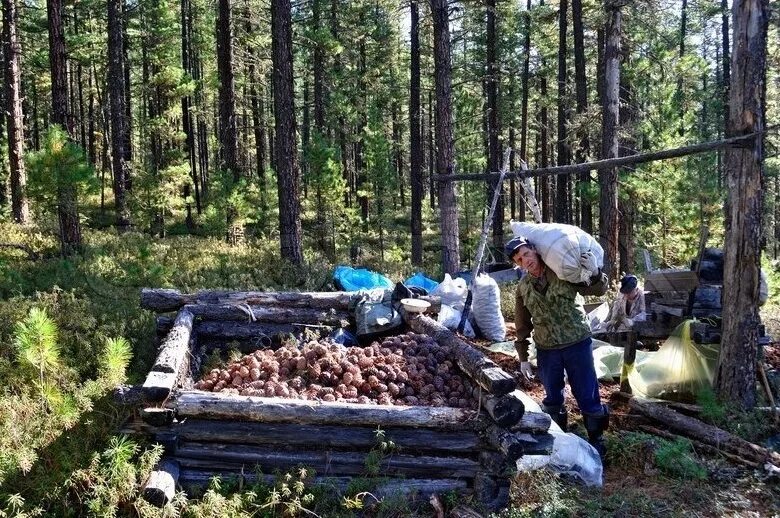 Какая хозяйственная деятельность в тайге. Сибирская Тайга сбор кедрового ореха. Тайга, Сибирь сбор кедровых шишек. Сбор кедрового ореха в тайге. Сбор кедрового ореха в Сибири.