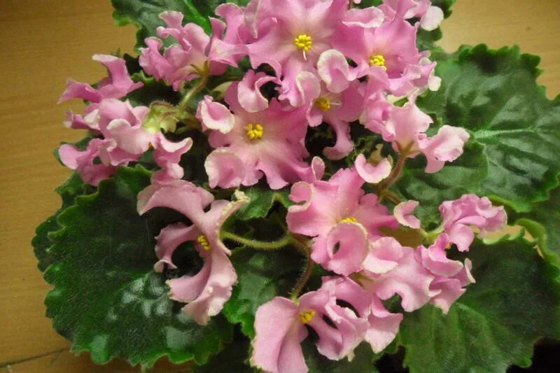 фиалка абрикосовый шифон. фиалка абрикосовый шифон. фиалка ек голубой шифон.