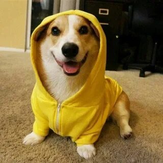 Собака желтеет