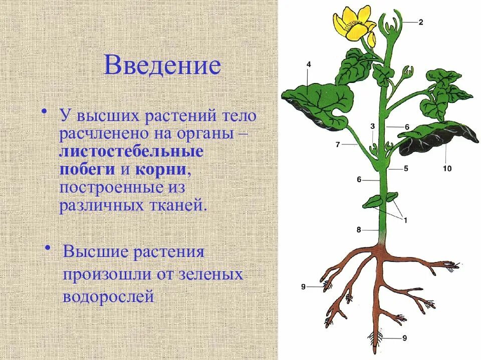 Строение растения в связи с условиями. Органы растений корень. Морфология побега растения. Морфология высших растений. Морфология цветковых растений.