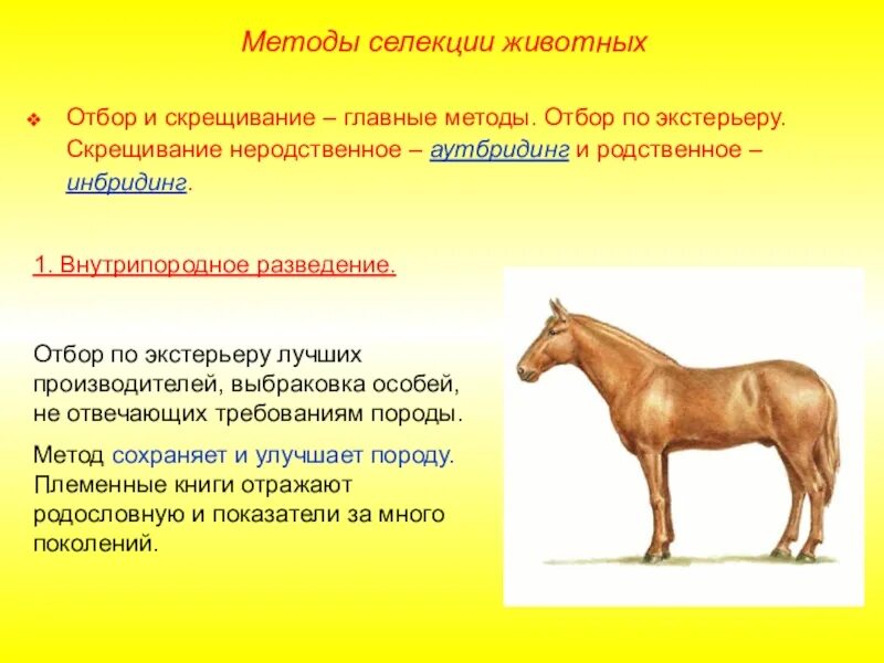 Инбридинг и аутбридинг в селекции животных. Методы селекции животных близкородственное скрещивание. Основные методы селекции животных аутбридинг. Метод гибридизации селекция животных.