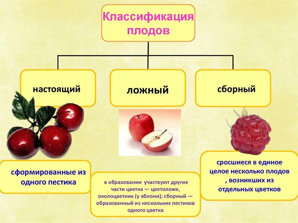 Что относится к плодовым. Истинные и ложные плоды. Плоды строение и классификация плодов. Истинные плоды и ложные плоды. Настоящие и ложные плоды примеры.