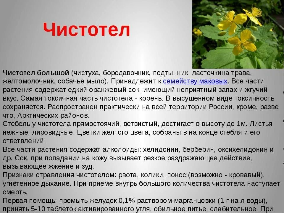 Ем чистотел. Лекарственные растения чистотел. Чистотел описание растения. Описать лекарственное растение. Сообщение о чистотеле.