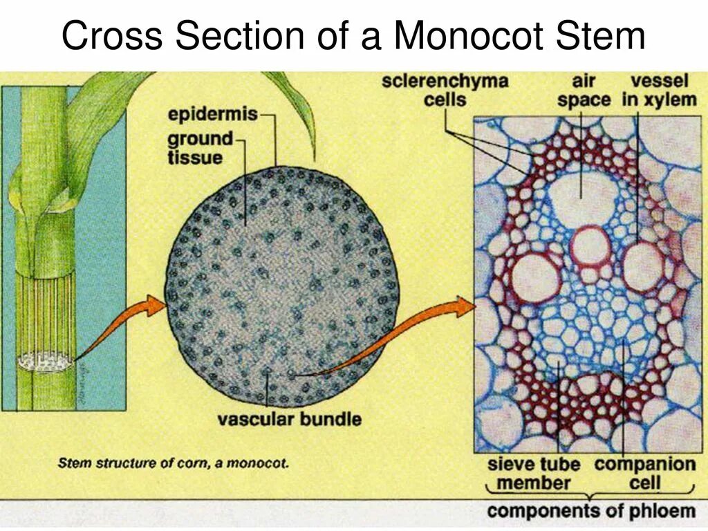 Анатомическое строение стебля травянистых растений. Структура стебля однодольных растений. Строение стебля однодольного растения. Ткани стебля однодольного растения. Ткани корня однодольного растения.