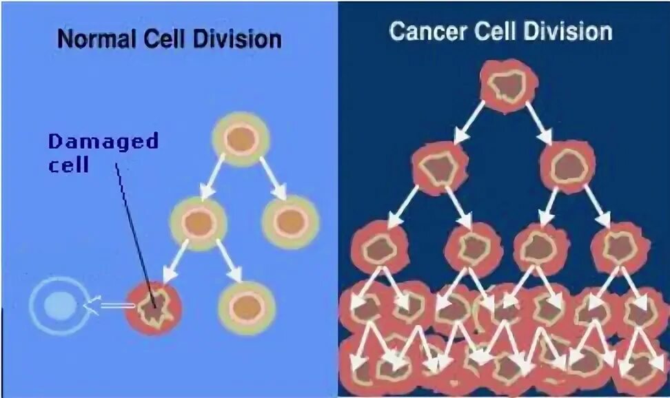 Break cell. Normal cell.