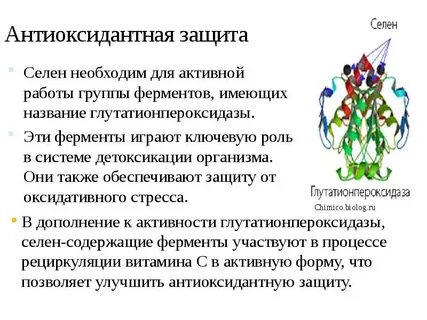 Для антиоксидантной системы необходимы