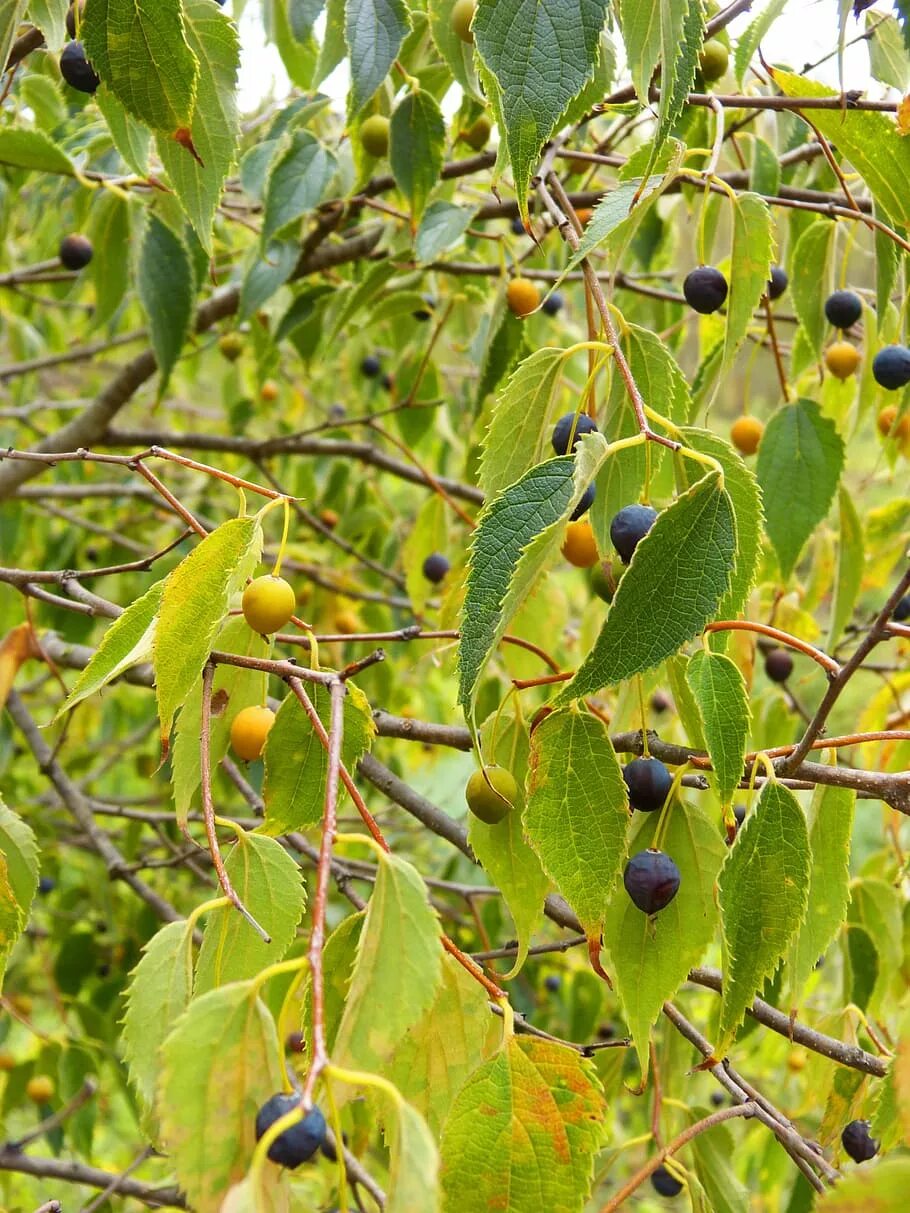 Листья плодовых. Celtis occidentalis l. каркас Западный. Celtis Caucasica. Каркас дерево. Дерево каркат.