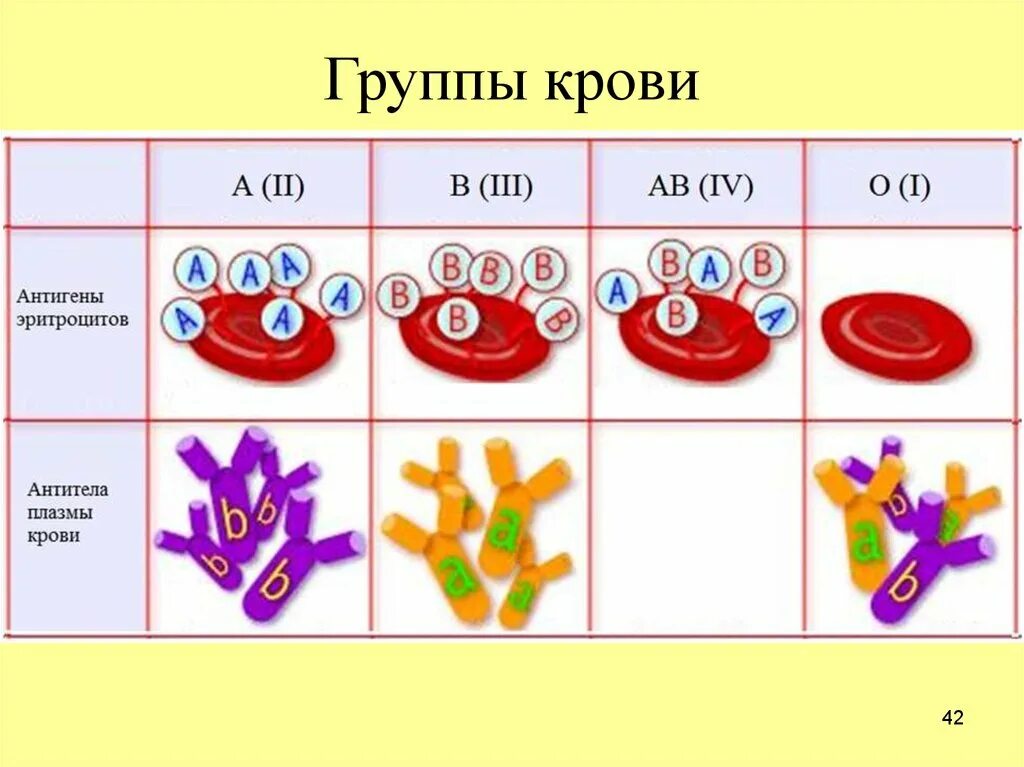 Группа крови. Группы крови у человека и животных. Группы крови разных животных. Системы групп крови у животных. Группа крови у собак