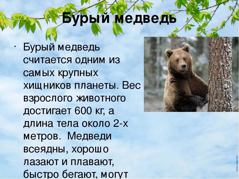 Сообщение о медведе 2 класс. Рассказ о медведе. сообщение о буром медведе. описание медведя. бурый медведь сообщение.