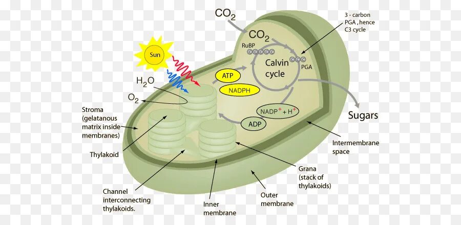 Происходящего в хлоропластах растения. Схема фотосинтеза в хлоропласте. процесс фотосинтеза в хлоропластах. мембрана хлоропласта фотосинтез. фотосистемы хлоропласта.