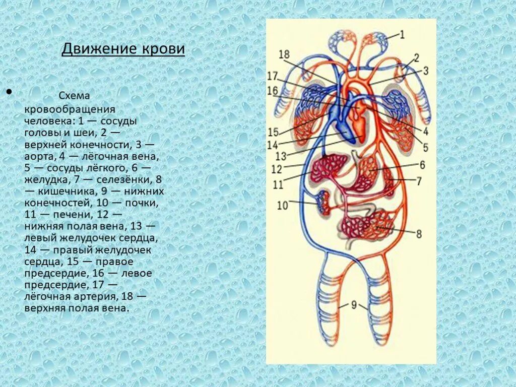 Кровеносная система биология 8 класс контрольная. Схема артерий большого круга кровообращения человека. Схема кругов кровообращения 8. 1 Круги кровообращения схема. Биология 8 класс сердце круги кровообращения.