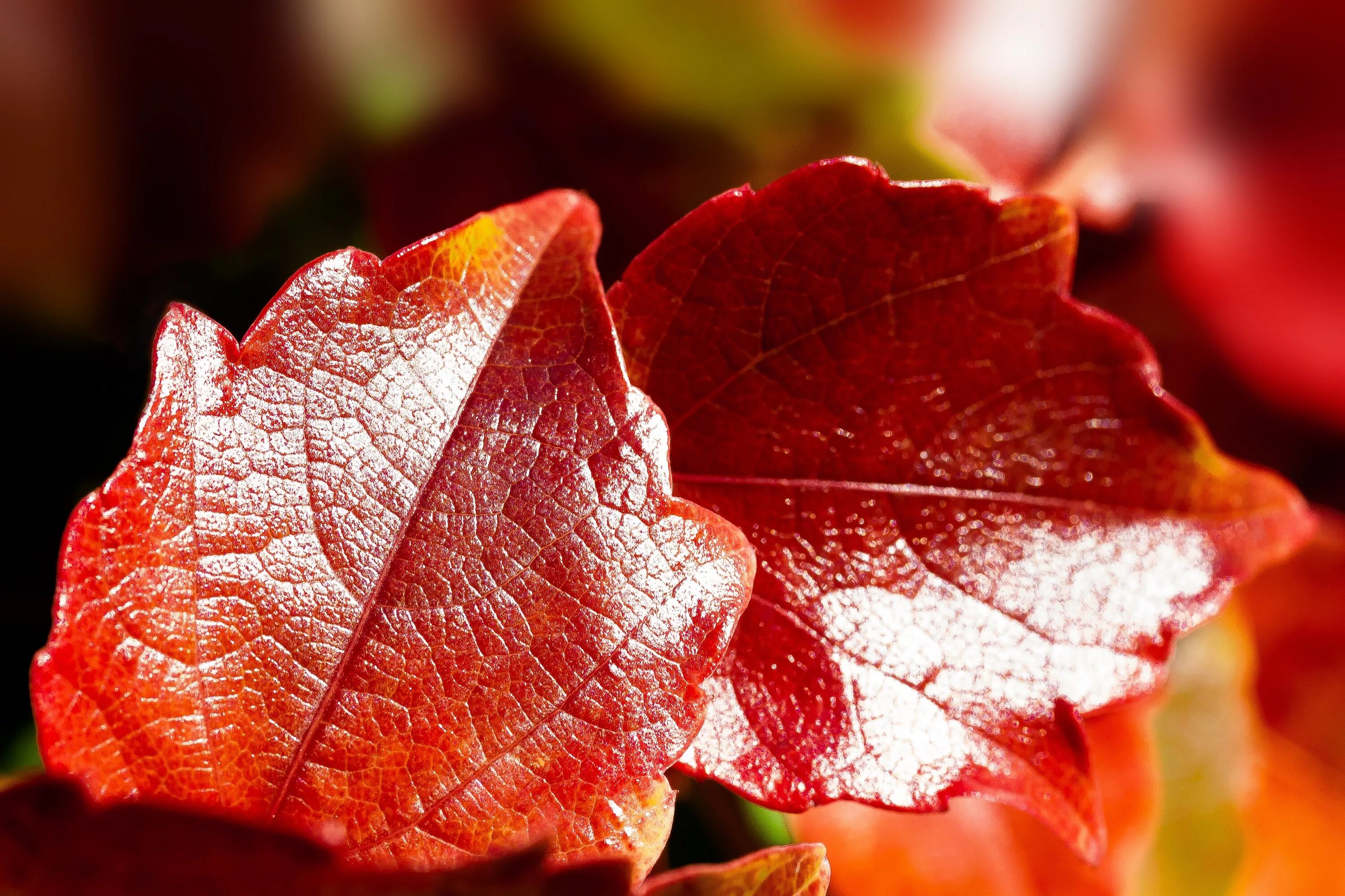 Листь. Осенний блеск. Листях. Бриллианты на осенних листьях. Autumn leaves Red.