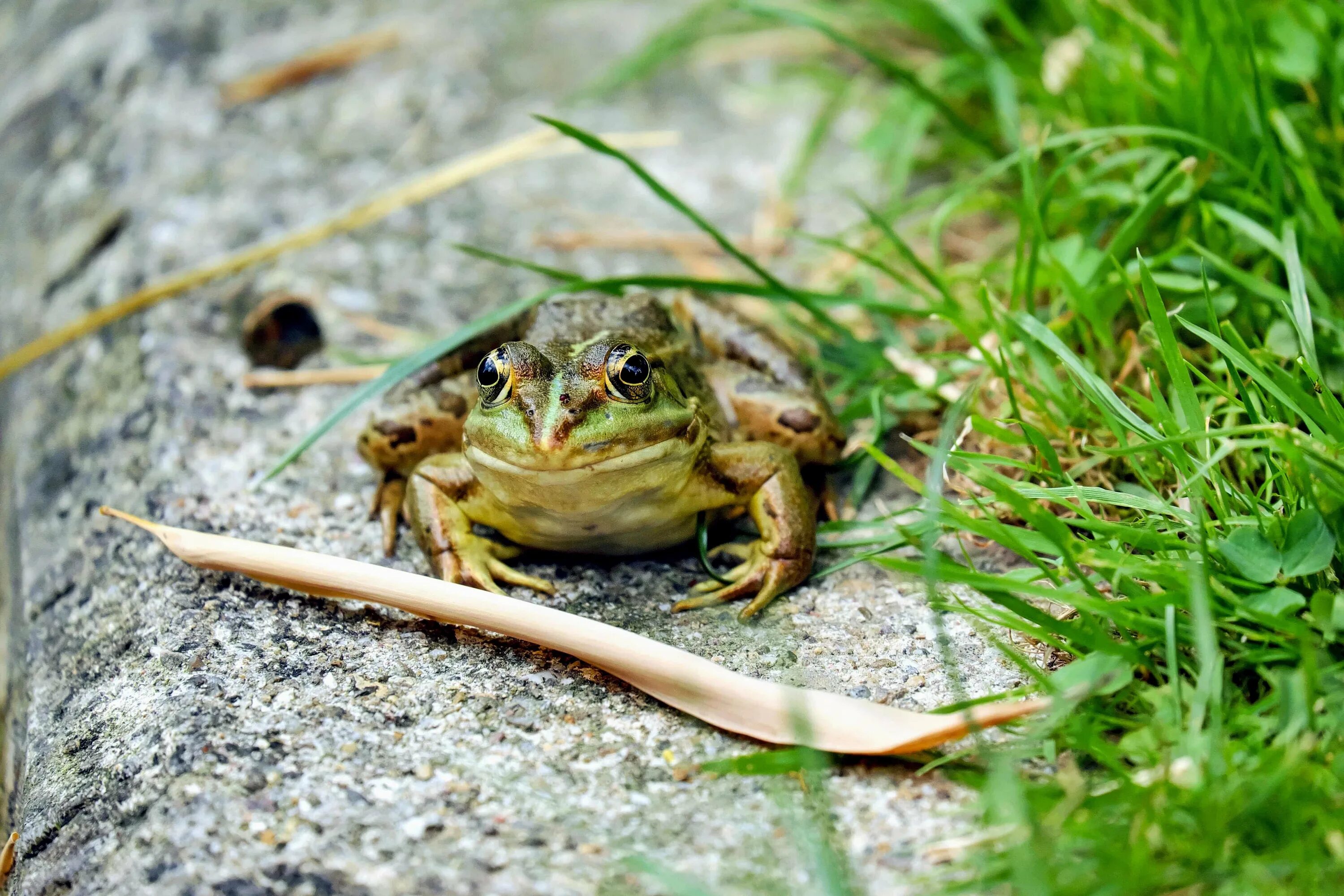 Жаба ага принц. Жаба серая (bufo bufo linnaeus). Paedophryne amauensis лягушка. Обыкновенная серая жаба. Жаба пелентуйская бородатая.