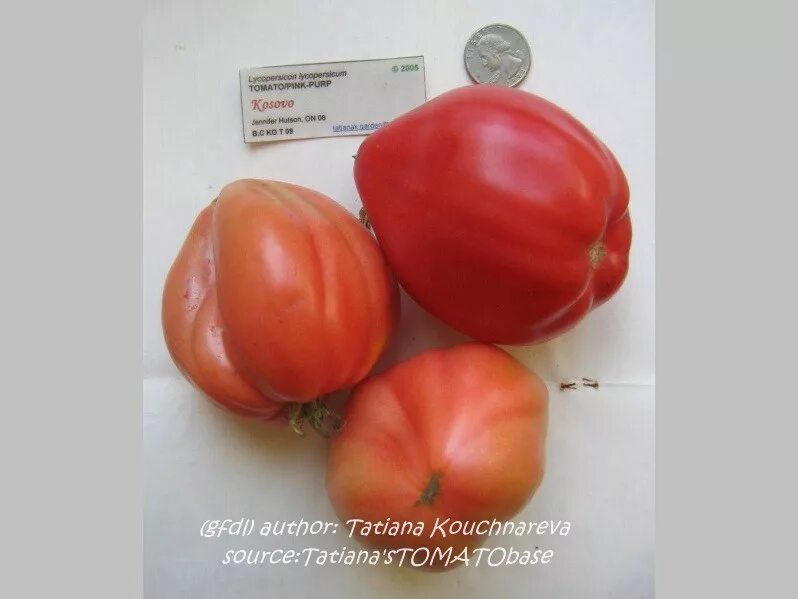 Томат косово характеристика. Томат косово (kosovo). Сорт томата косово. Томат косово характеристика. Помидоры сорт косово.