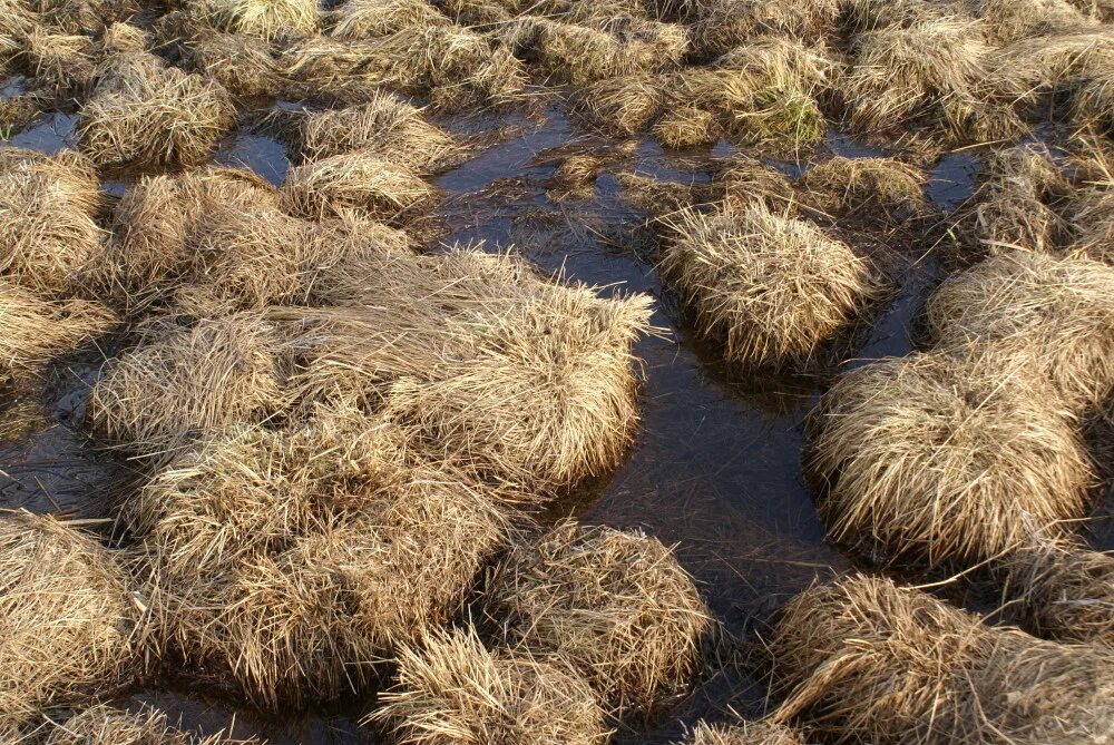 моховая кочка. кочка. болотная трава на кочках. осока чернеющая. кочки на болоте.