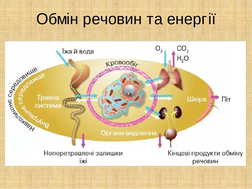 Продукты распада воды. Процессы обмена веществ в организме человека. Схема обмена веществ в организме. Обмен веществ это процесс. Процессы обмена веществ происходят.