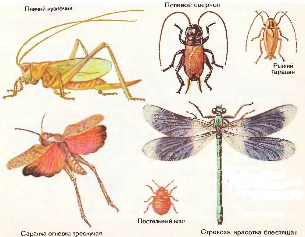 Представители насекомых. Представитель класса Insecta. Представители типа насекомые.