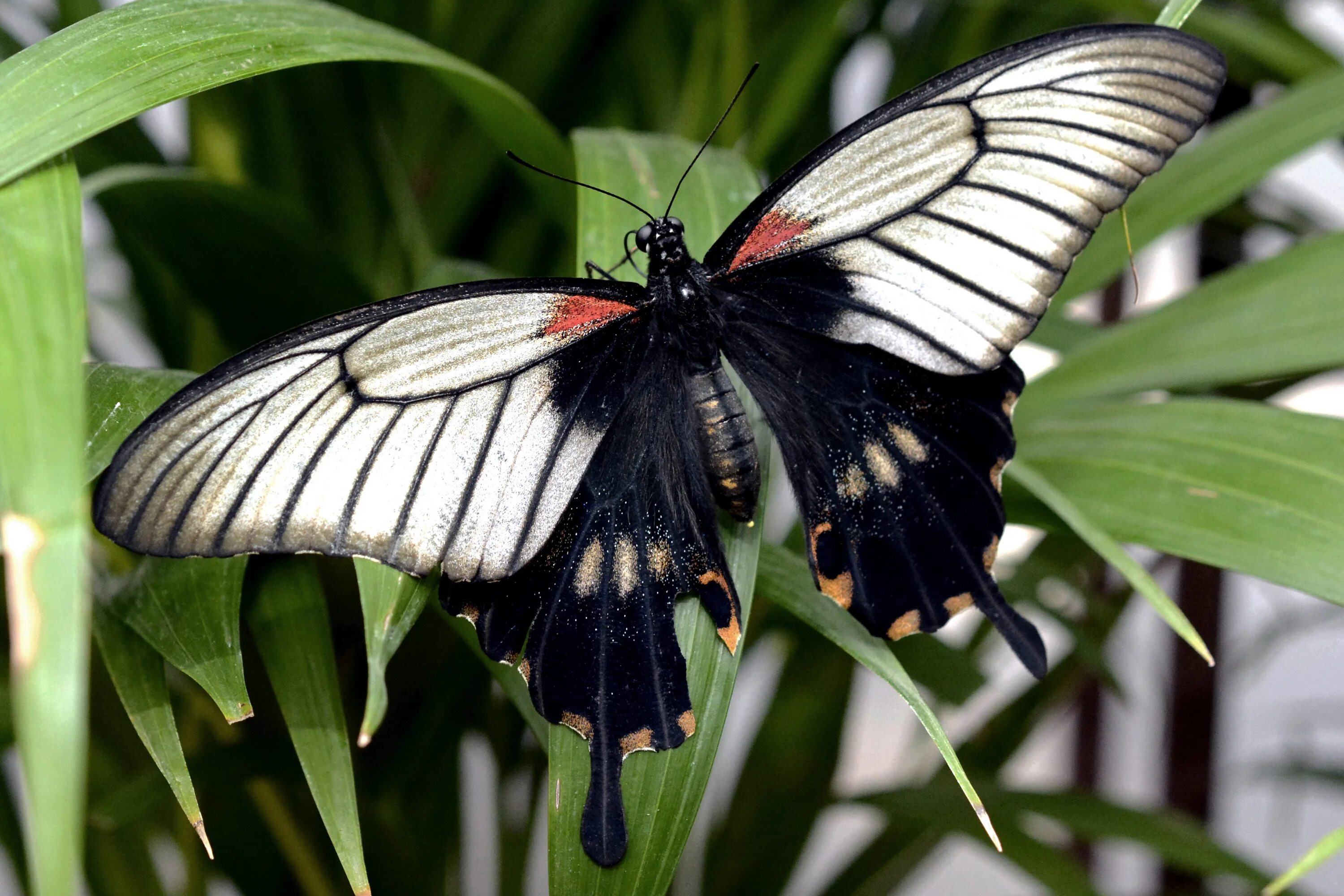 Появление темных бабочек в промышленных. Papilio ascalaphus. Корсиканский парусник бабочка. Черный Кардинал бабочка. Бабочка Баттерфляй Блэк.