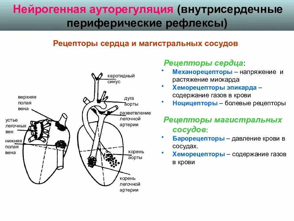 Внутрисердечный периферический рефлекс физиология. Рецепторы сердечно сосудистой системы физиология. Схема рефлекса сердца. Внутрисердечные периферические рефлексы схема.