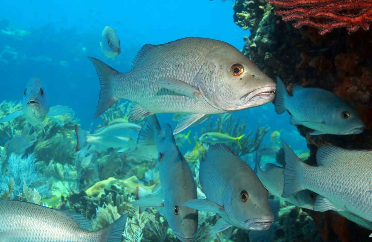 Интересные факты про колюшку. Слышат ли рыбы звуки. Какие звуки издают рыбы. Как звучит рыба. Какая рыба носит название человека.