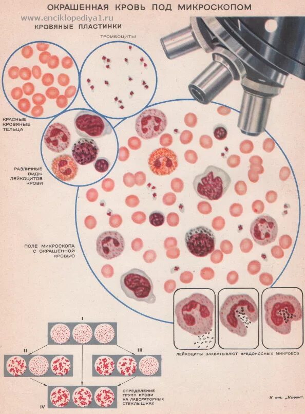 Лейкоциты группа крови. Клетки крови под микроскопом. Кровен под микроскопом. Экрлвь под микроскопом. Клетки крови человека под микроскопом.