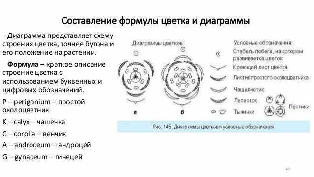 Диаграммы цветков по семействам таблица с названиями Решено)Задание 123 ГДЗ Рабочая тетрадь Пасечник 6 класс по биологии