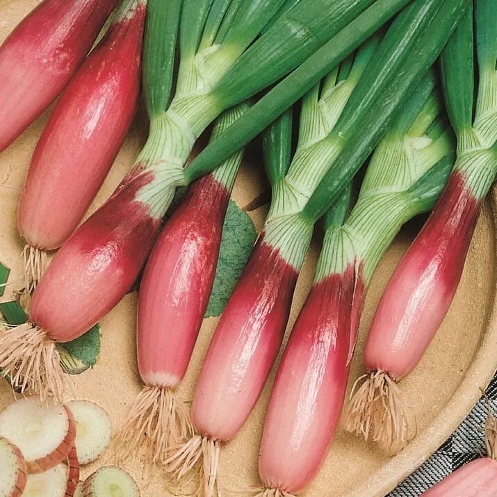 Лук сладкий салатный. Лук севок кармен. Лук красный салатный. Лук красный салатный. Лук репчатый ялтинский красный.