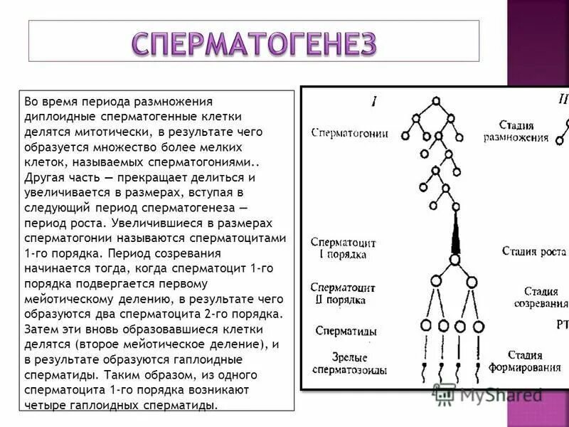 Описание сперматогенеза. Сперматогенез. Сперматогенез период размножения. Сперматогонии период сперматогенеза. Клетки сперматогенеза.