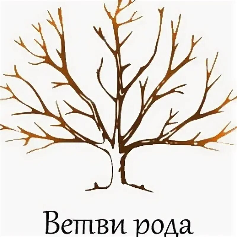 Генеалогическая схема рода. Ветвь родословной. Ветка рода. Родовая ветвь. Ветка рода.